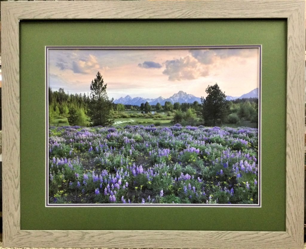 Lupine Meadow – Grand Teton National Park by Tim Fitzharris – Wild ...